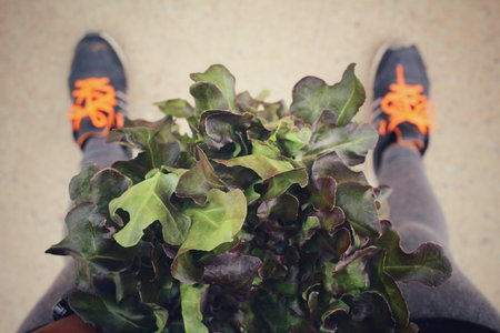 Selfie of oak leaf lettuce with sneakers