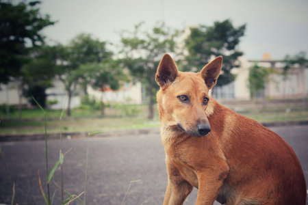 Dog looking in the park