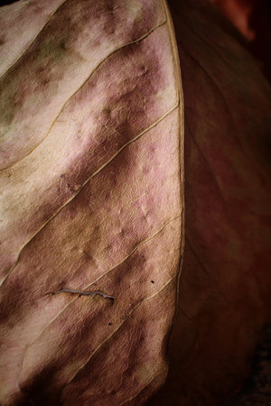 Dried leaves