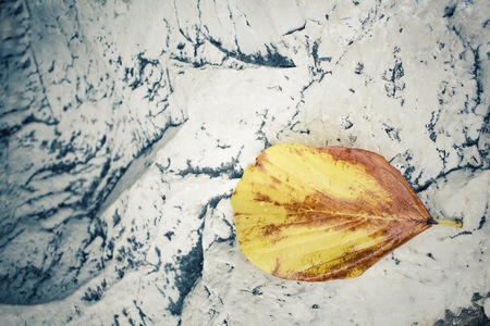 Dried leavesの写真素材