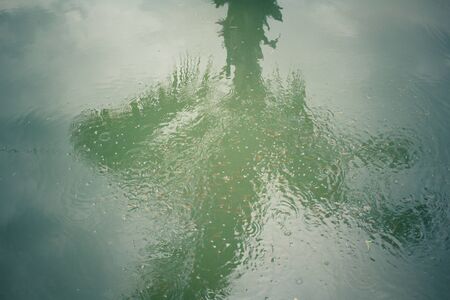 Coconut tree with shadow on waterの写真素材