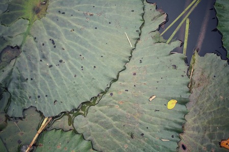 Lotus leavesの写真素材