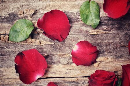 Petals of red rosesの写真素材