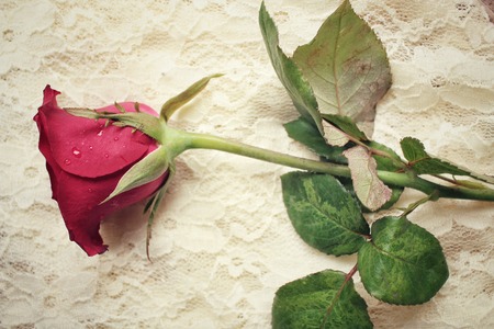 Red roseの写真素材