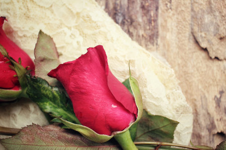 Red rosesの写真素材