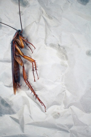 Cockroachの写真素材