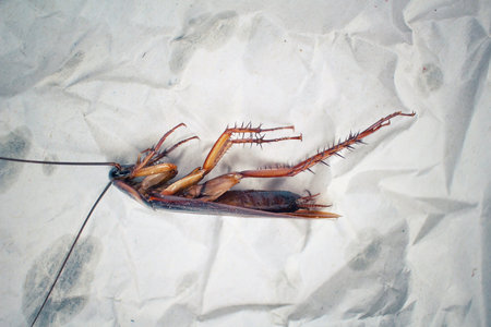 Cockroach