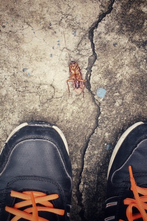 Selfie of shoes with cockroachの写真素材