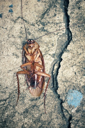 Cockroachの写真素材