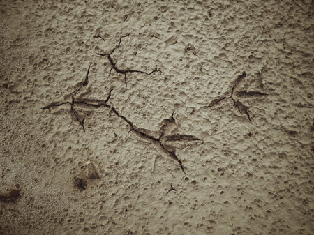 Chicken footprintsの写真素材