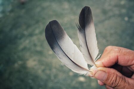 Feather on handの写真素材
