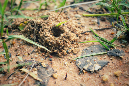 Ants nest
