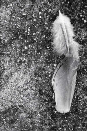 Featherの写真素材