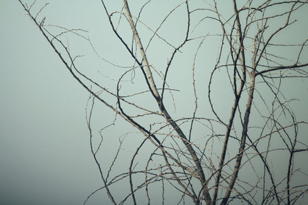 Tree branchesの写真素材