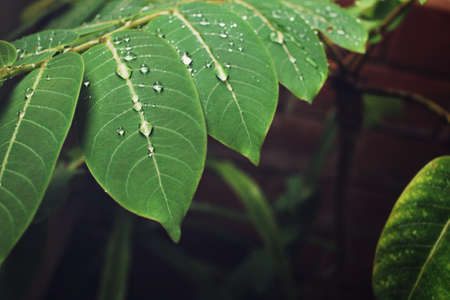 Water drop on leavesの写真素材