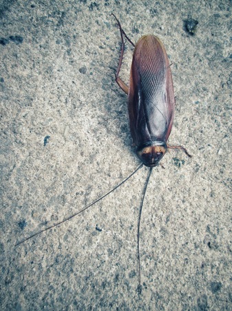 Cockroachの写真素材