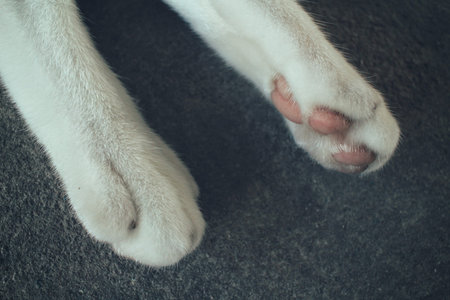 Cat feetの写真素材