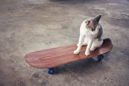 Cat playing on skateboardの写真素材