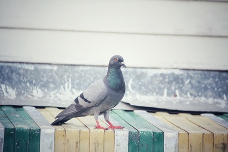 Pigeonsの写真素材