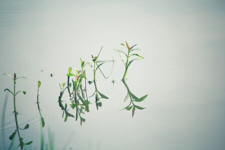 Green grass with shadowの写真素材