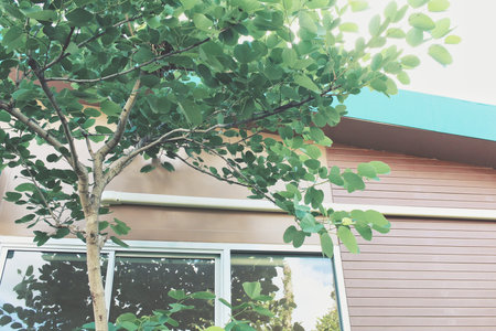 Roof of houseの写真素材