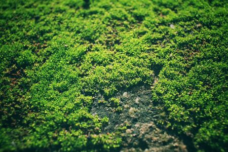 Green mossの写真素材