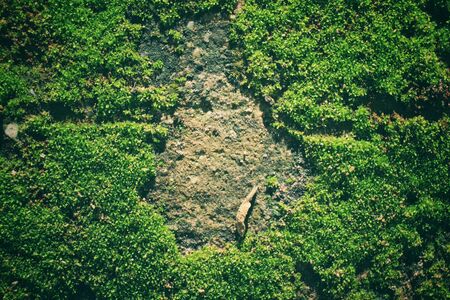 Green mossの写真素材