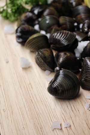 Raw clams.の写真素材