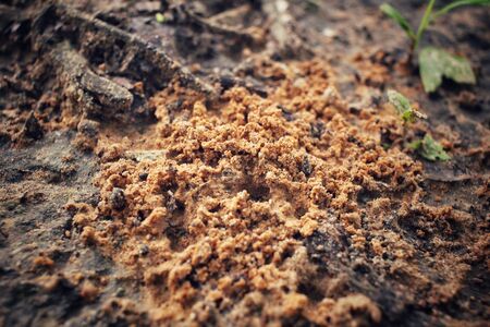 Ants nestの写真素材
