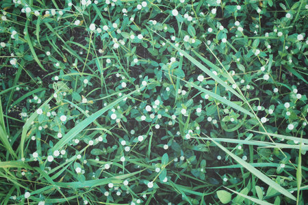 Vintage spring flowers