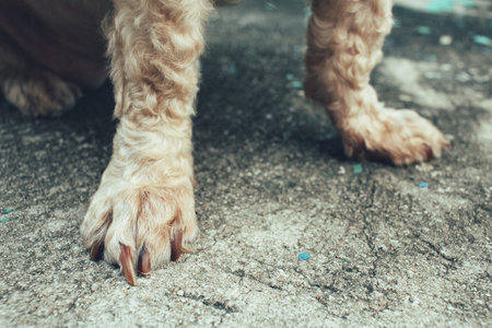 Dog feet