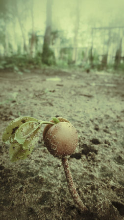 Plants on soilの写真素材