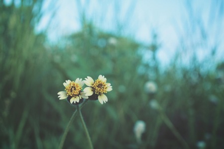 Vintage spring flowersの写真素材