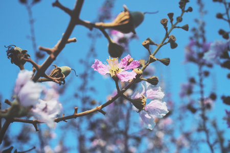 Pink flowers