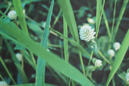 Vintage spring flowers