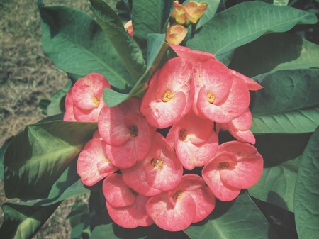 Euphorbia milii - red flowerの写真素材