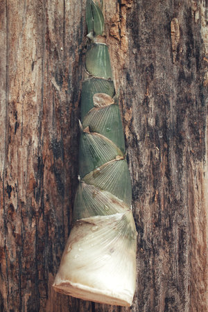 Bamboo shoot food asia