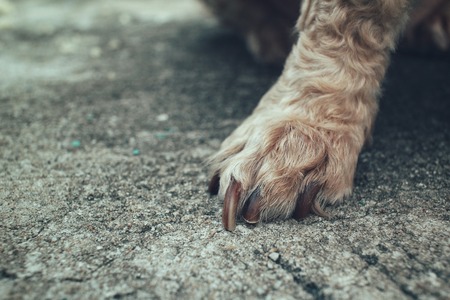 Dog footの写真素材