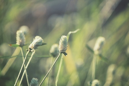 Vintage spring flowersの写真素材