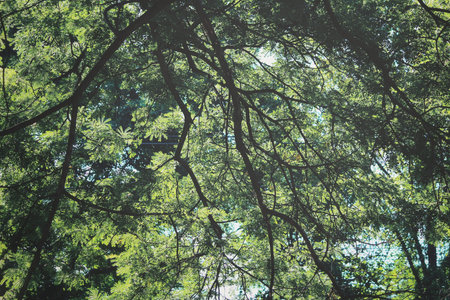 Beauty of autumn forest in the fogの写真素材