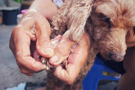Dog taking a showerの写真素材