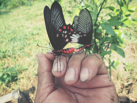 Couple butterfly on handの写真素材