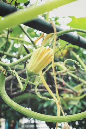 Yellow pumpkin flowersの写真素材