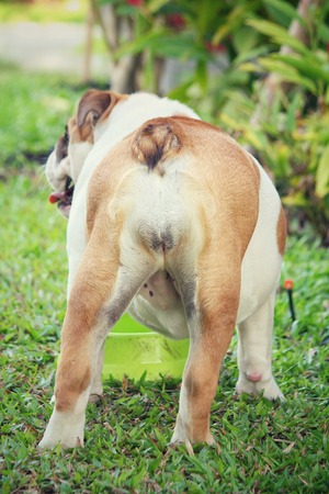 English bulldog eating foodの写真素材