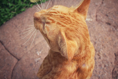Back of the cat