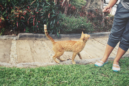 Cat playing