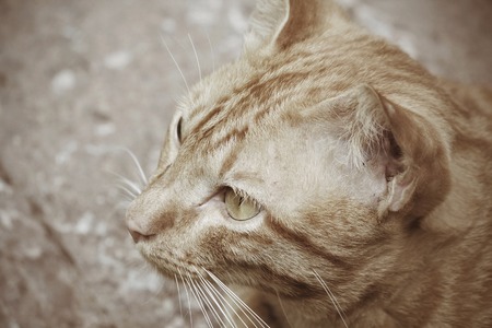 Cat lookingの写真素材