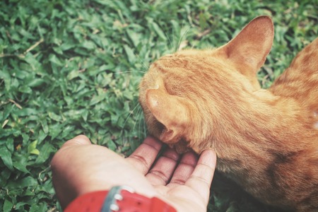 Cat playing with handの写真素材