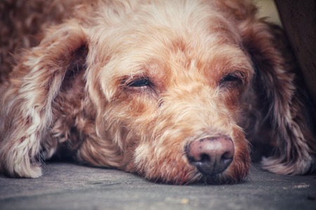 Poodle dog sleepingの写真素材