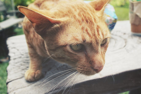 Cat looking